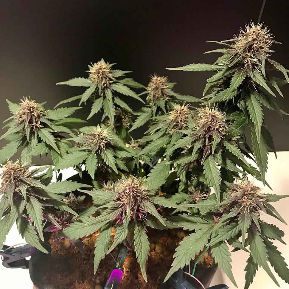 Семена каннабиса  Auto Santa regular Ganja Seeds