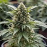 Семена  Auto Baiterek feminised Bang Seeds