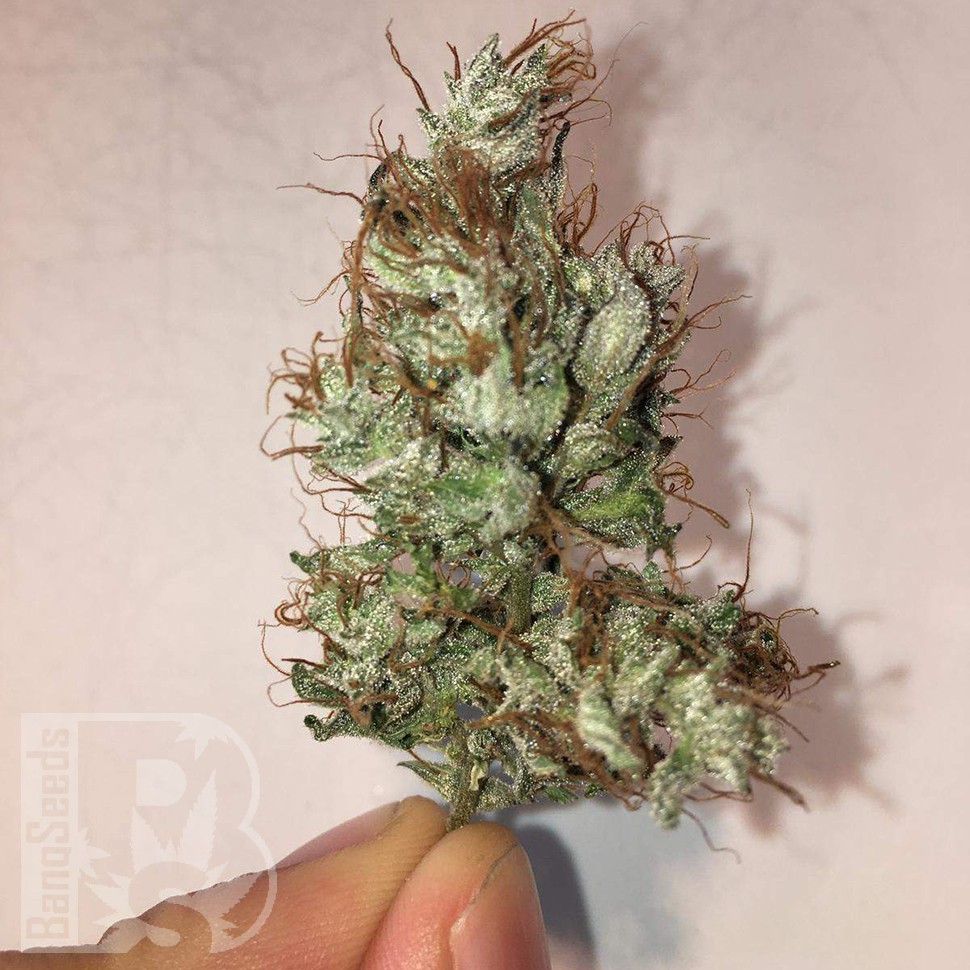 Семена марихуаны  Auto Jack x White Widow feminised Ganja Seeds