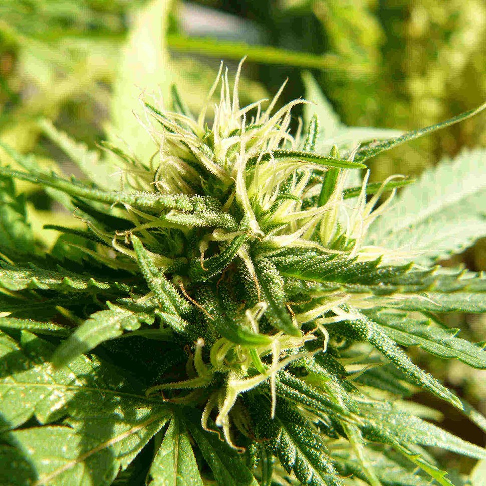 Семена каннабиса  Exodus Cheese feminised Ganja Seeds