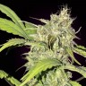 Семена марихуаны  Auto Balkhash feminised Bang Seeds