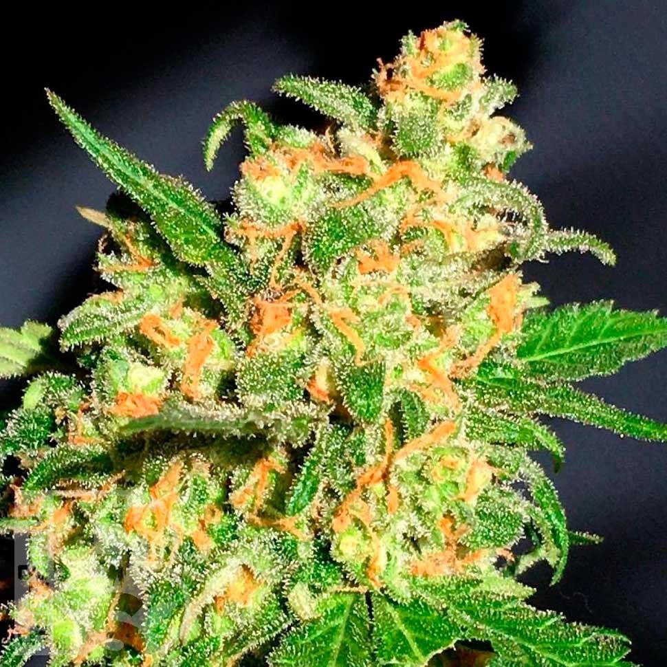 Семена марихуаны  Bruce Banner feminised Ganja Seeds