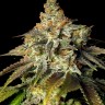 Семена марихуаны  Bruce Banner feminised Ganja Seeds
