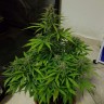 заказать семена конопли почтой Auto Lemon Haze feminised