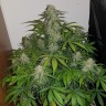 заказать семена конопли Auto Lemon Haze feminised