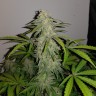 заказ семян конопли Auto Lemon Haze feminised