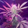 купить урожайные семена конопли Auto Lemon Haze feminised