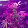 купить семена конопли феминизированные Auto Lemon Haze feminised