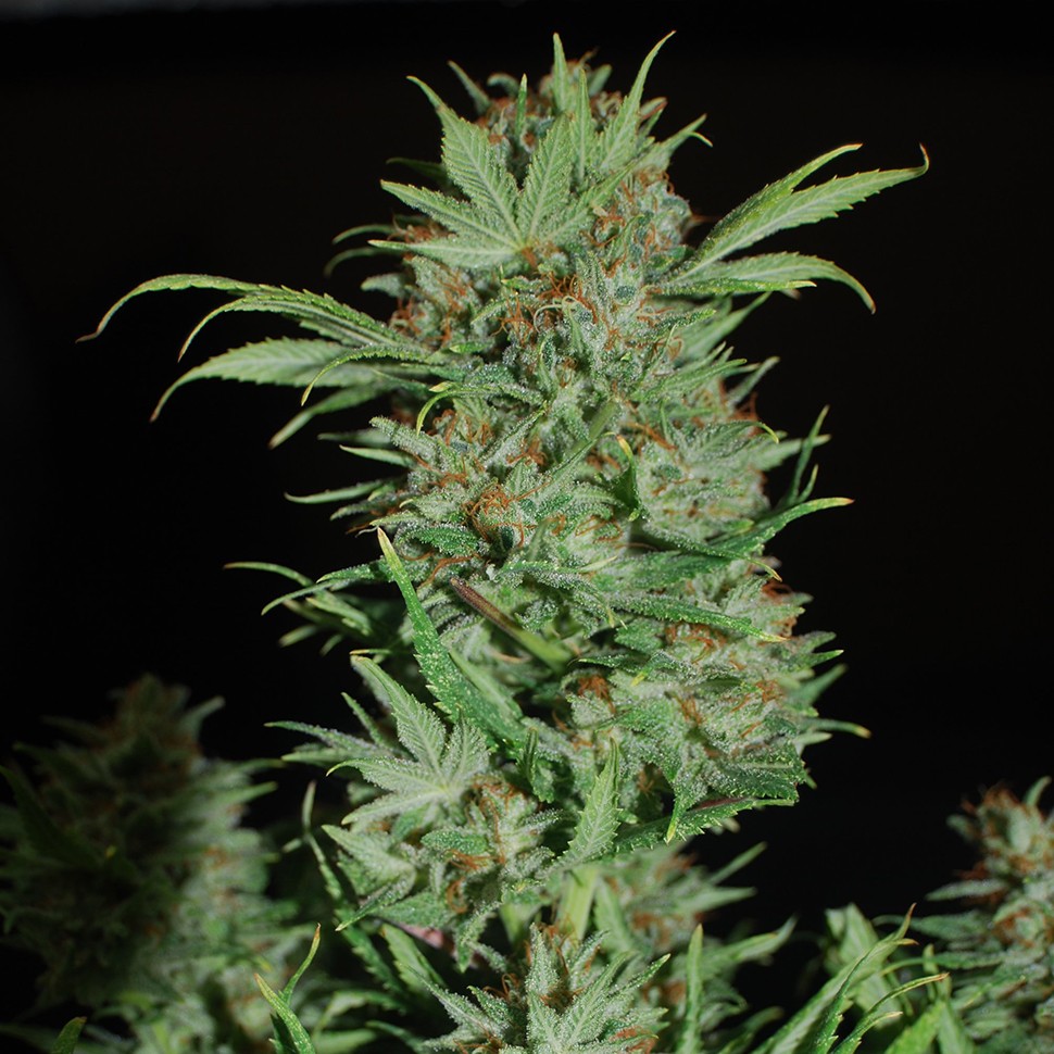 Семена каннабиса  Auto Wembley regular Ganja Seeds