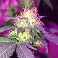 G1 regular Ganja Seeds