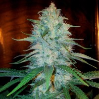 Otrar feminised Bang Seeds