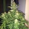 заказ семян конопли Auto Amnesia Haze feminised