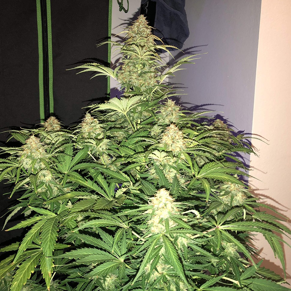 заказ семян конопли Auto Amnesia Haze feminised