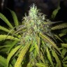 заказать семена конопли Auto Amnesia Haze feminised