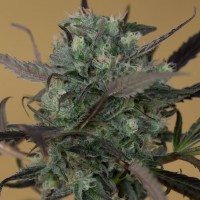 Auto Chemdawg feminised Ganja Seeds
