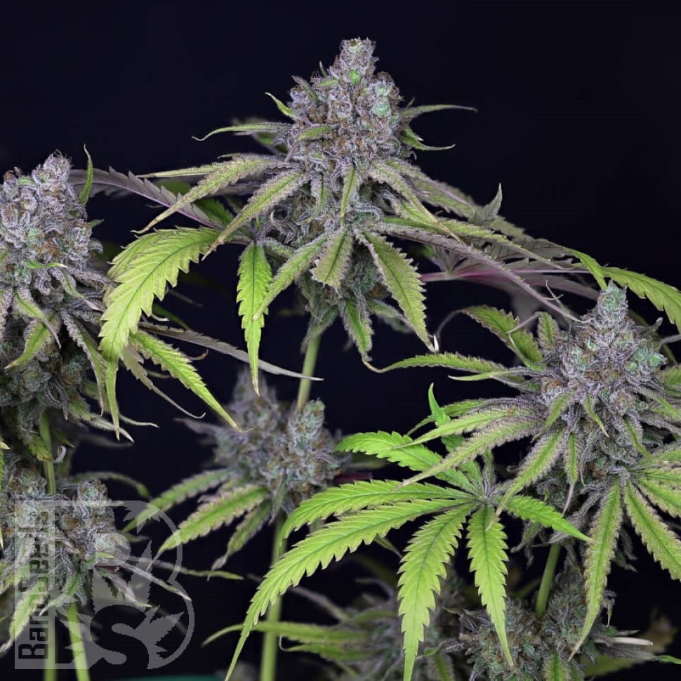 Семена конопли  Auto Chuck Chuck feminised Bang Seeds