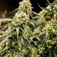 Auto Chuck Chuck feminised Bang Seeds
