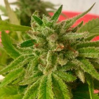 Auto Mandarine feminised Ganja Seeds