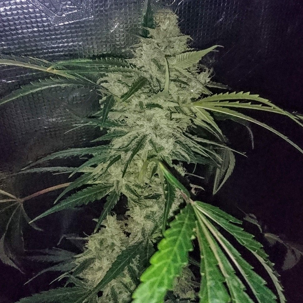 Семена  Auto Emba feminised Bang Seeds
