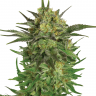 Семена марихуаны  Talas feminised Bang Seeds