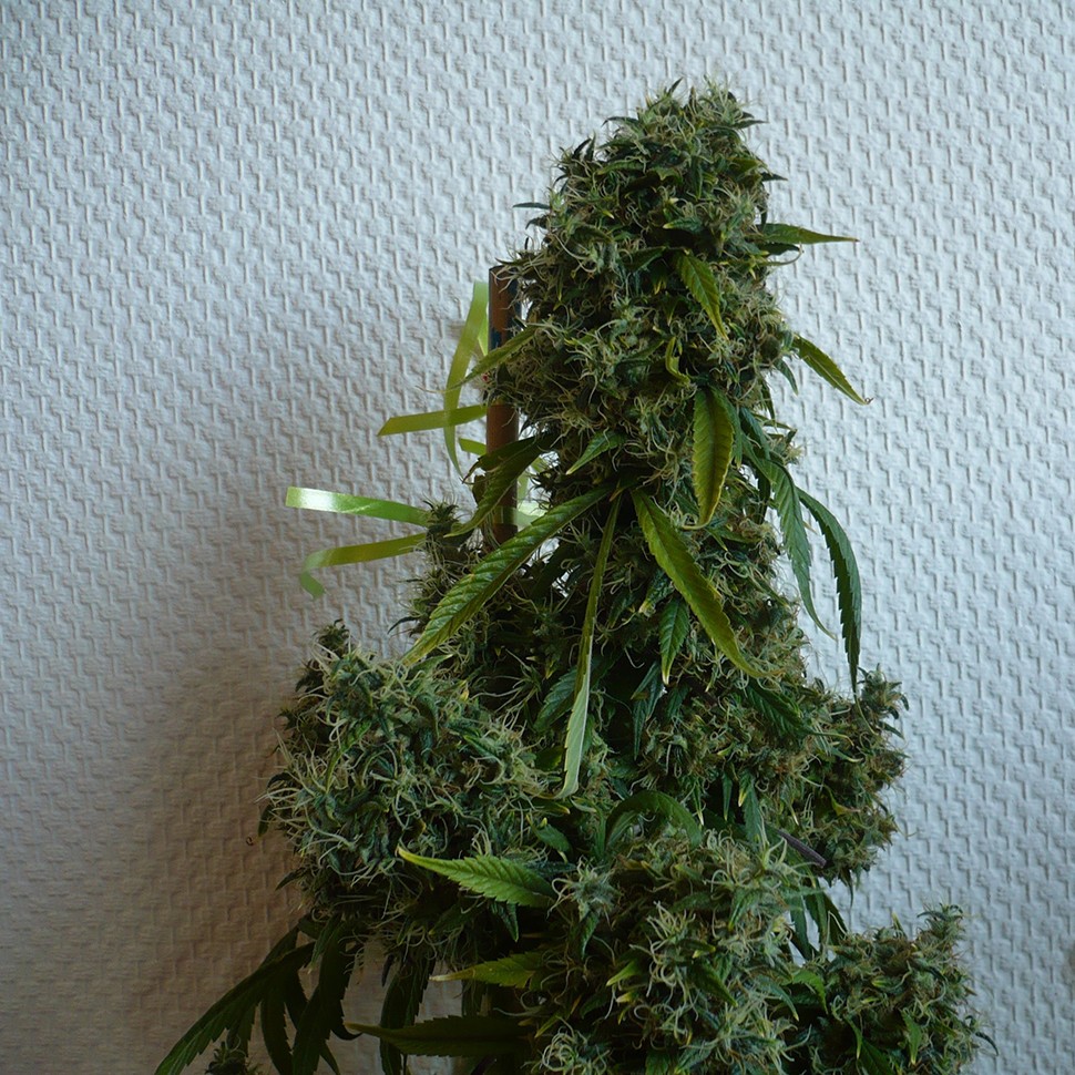 Семена каннабиса  Kali Mist feminised Ganja Seeds