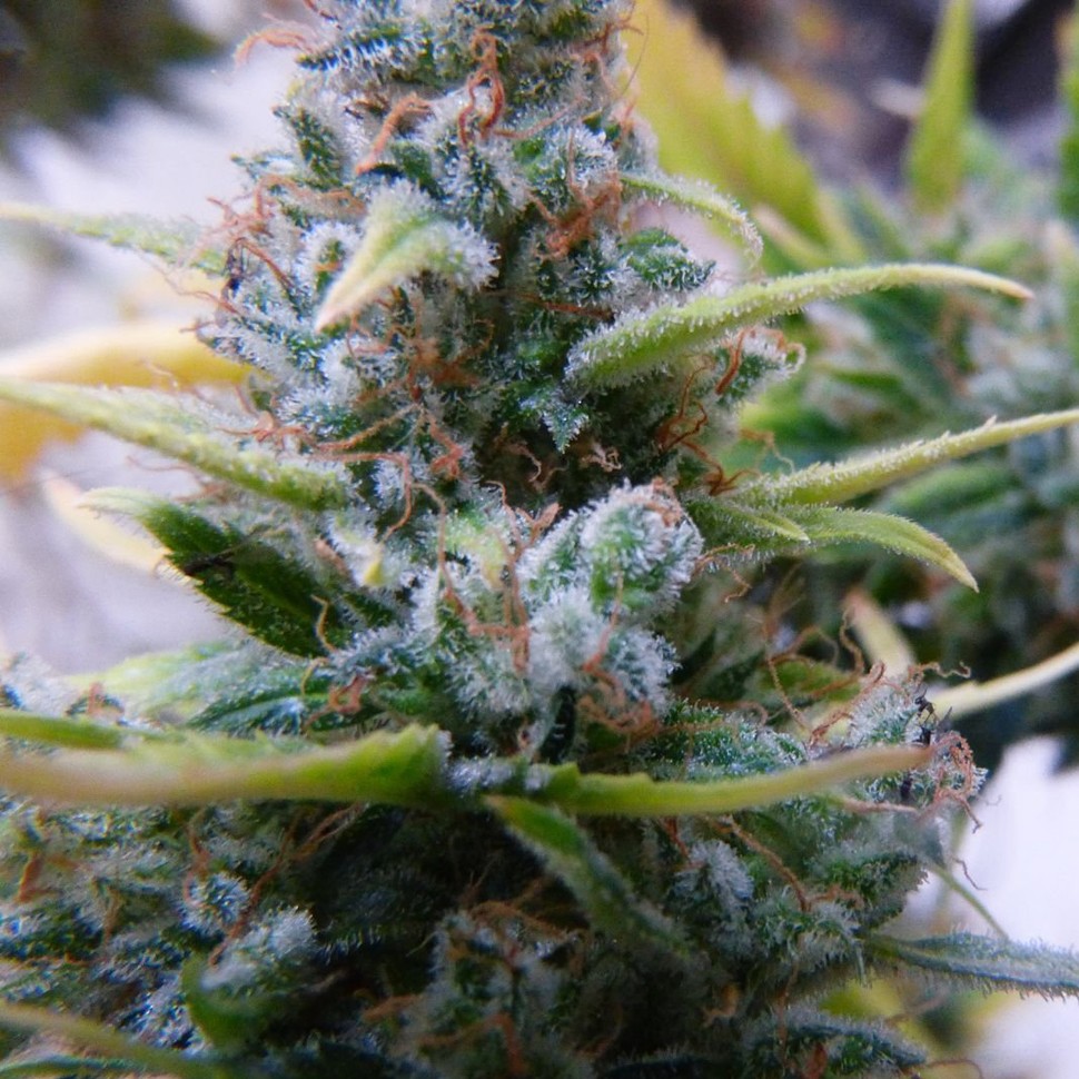 Семена конопли  Auto Mix feminised Ganja Seeds