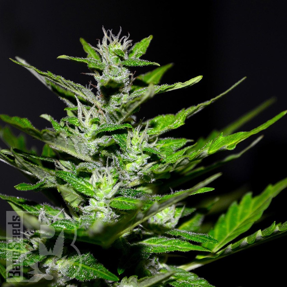 Семена ганжа  Auto Maria feminised Ganja Seeds