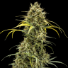 Семена ганжа  Auto Maria feminised Ganja Seeds