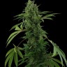 Семена ганжа  Auto Maria feminised Ganja Seeds