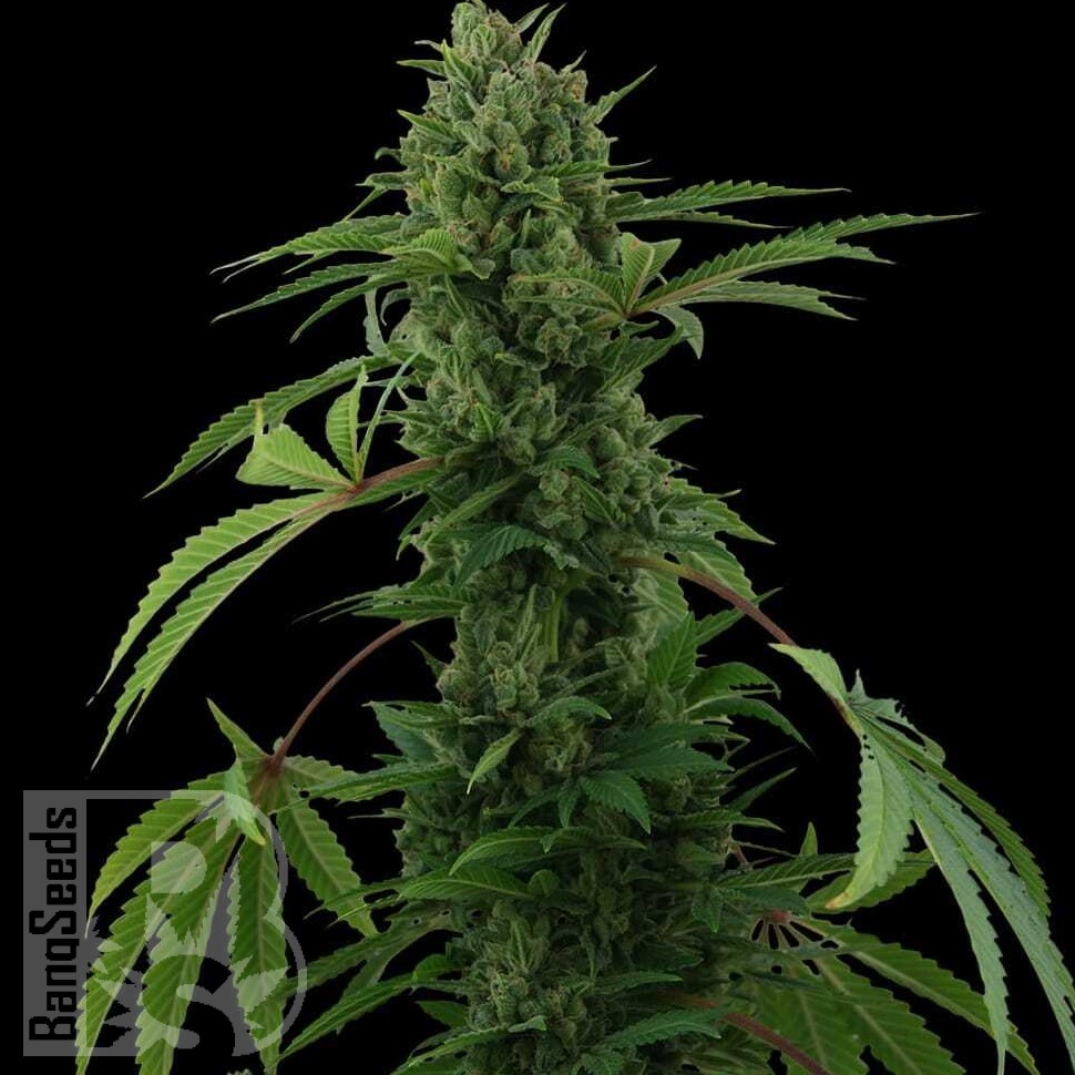 Семена ганжа  Auto Maria feminised Ganja Seeds