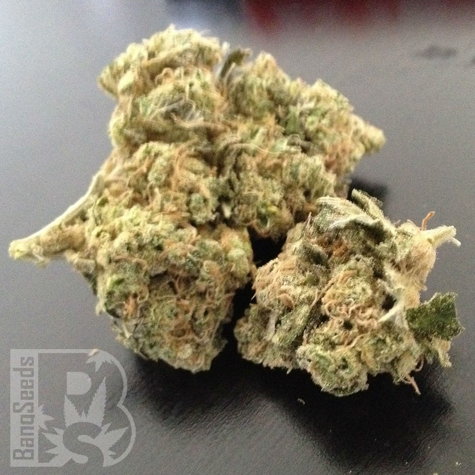 Grapefruit Diesel feminised Ganja Seeds