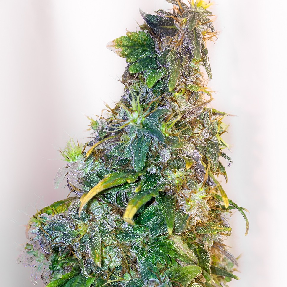 Семена  Mazar feminised Ganja Seeds