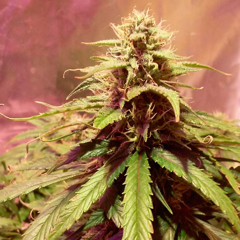 Семена  Auto Power Plant feminised Ganja Seeds