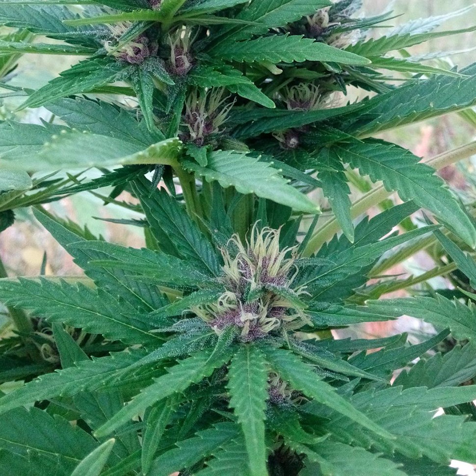 купить семена конопли медицинской CBD Himalaya Gold feminised