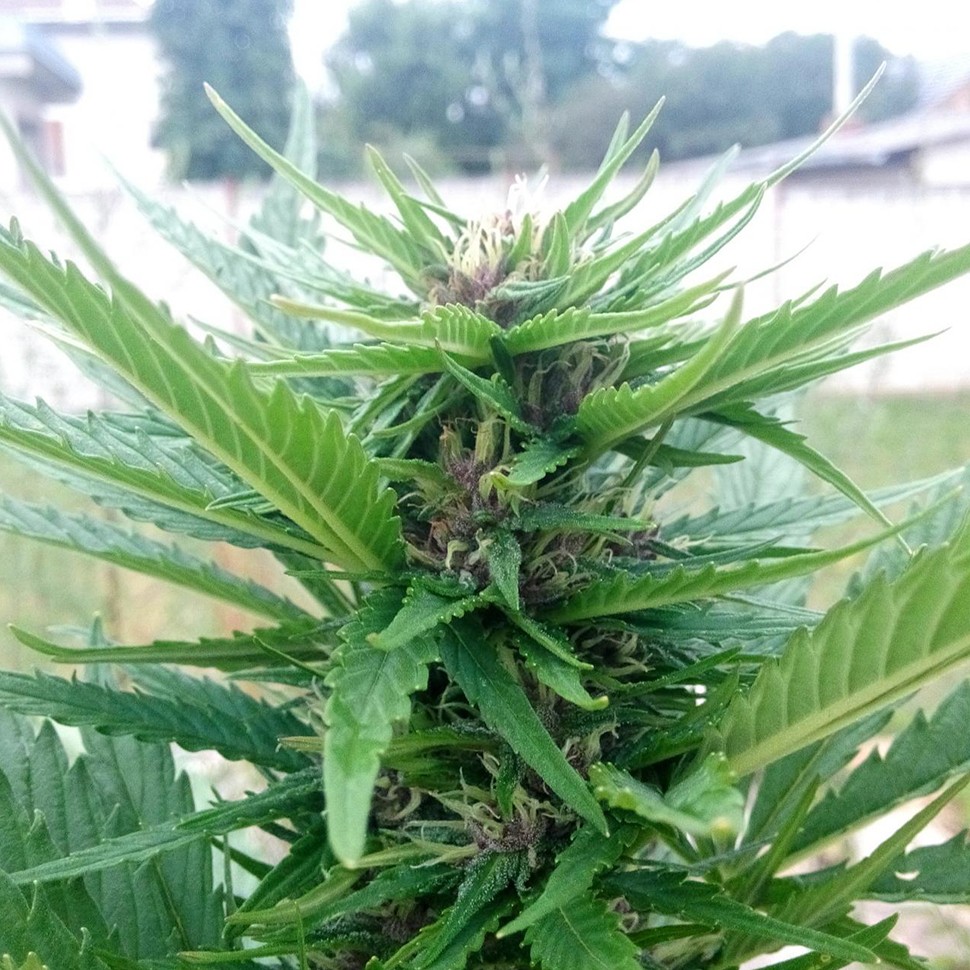 Фото конопли CBD Himalaya Gold feminised