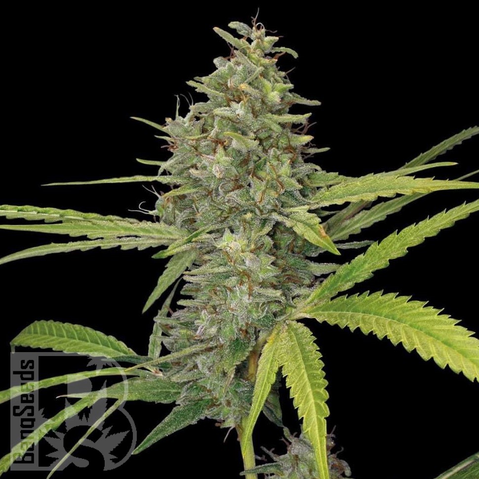 Семена  Himalaya Gold CBD feminised Ganja Seeds