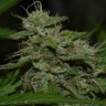 Семена конопли  Auto Irgiz feminised Bang Seeds