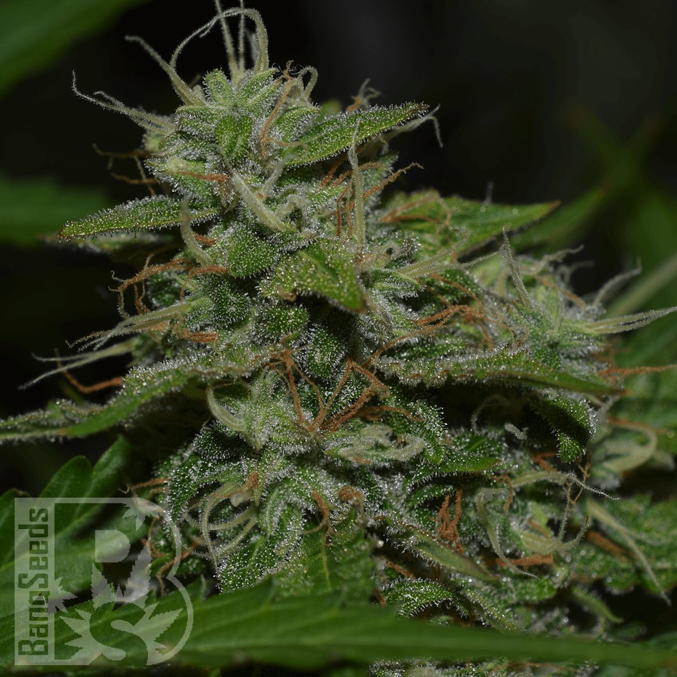 Семена конопли  Auto Irgiz feminised Bang Seeds