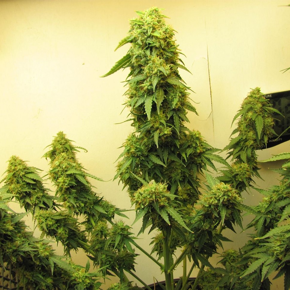 Семена конопли  Talgar feminised Bang Seeds