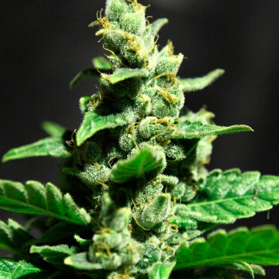 Семена каннабиса  Auto Fast Bud #2 feminised Ganja Seeds