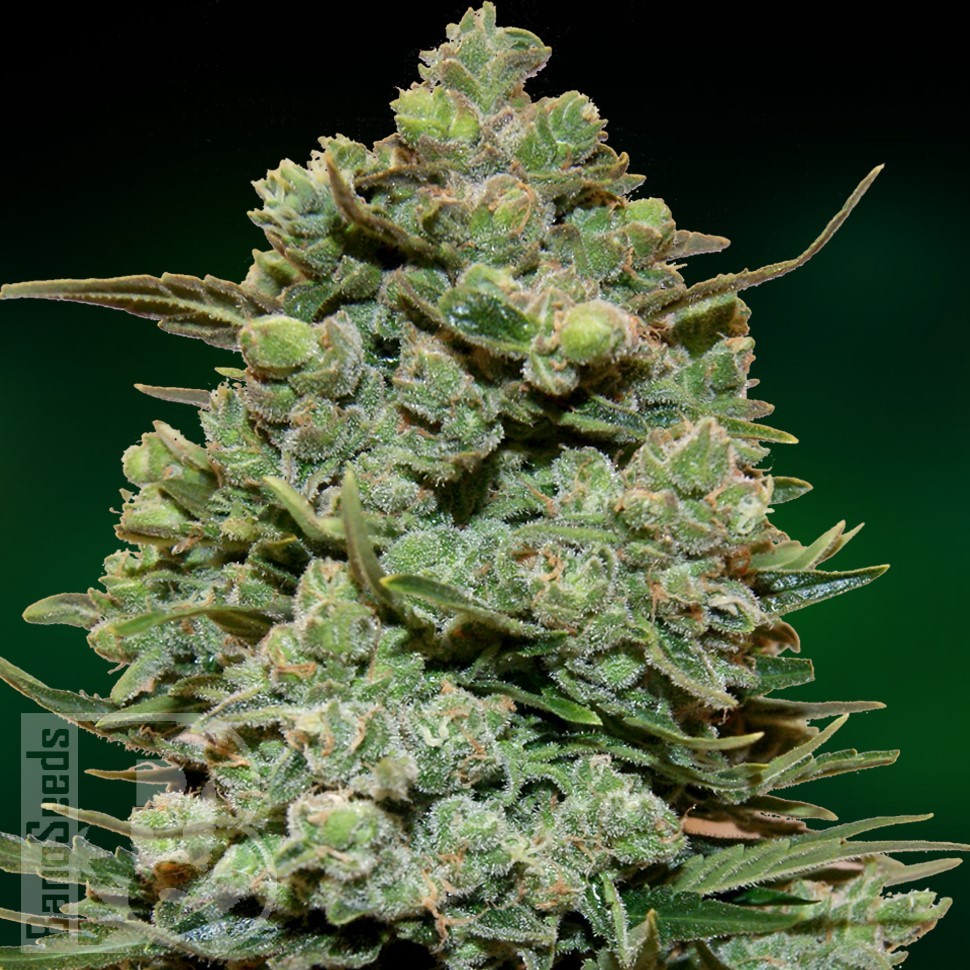 Семена каннабиса  Auto Fast Bud #2 feminised Ganja Seeds