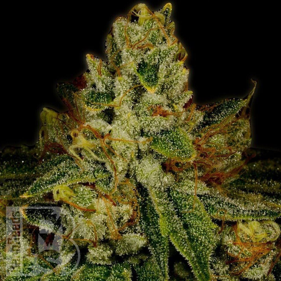 Семена каннабиса  Auto Fast Bud #2 feminised Ganja Seeds