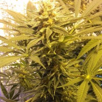 Marmalate feminised Ganja Seeds