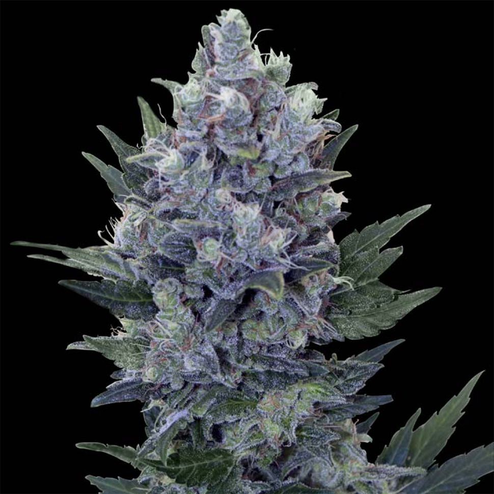 заказ семян конопли Northern Lights feminised