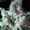 купить семена конопли Northern Lights feminised