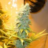 купить семена конопли в оригинальных упаковках Northern Lights feminised