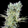 купить семена конопли феминизированные Northern Lights feminised