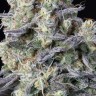 Семена каннабиса  Kalashnikova feminised Ganja Seeds