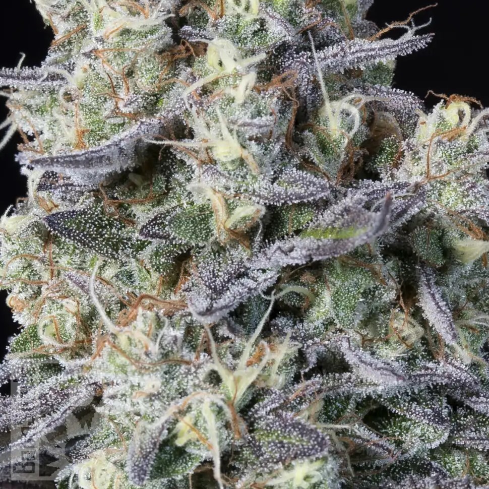 Семена каннабиса  Kalashnikova feminised Ganja Seeds