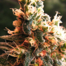 Семена каннабиса  Kalashnikova feminised Ganja Seeds